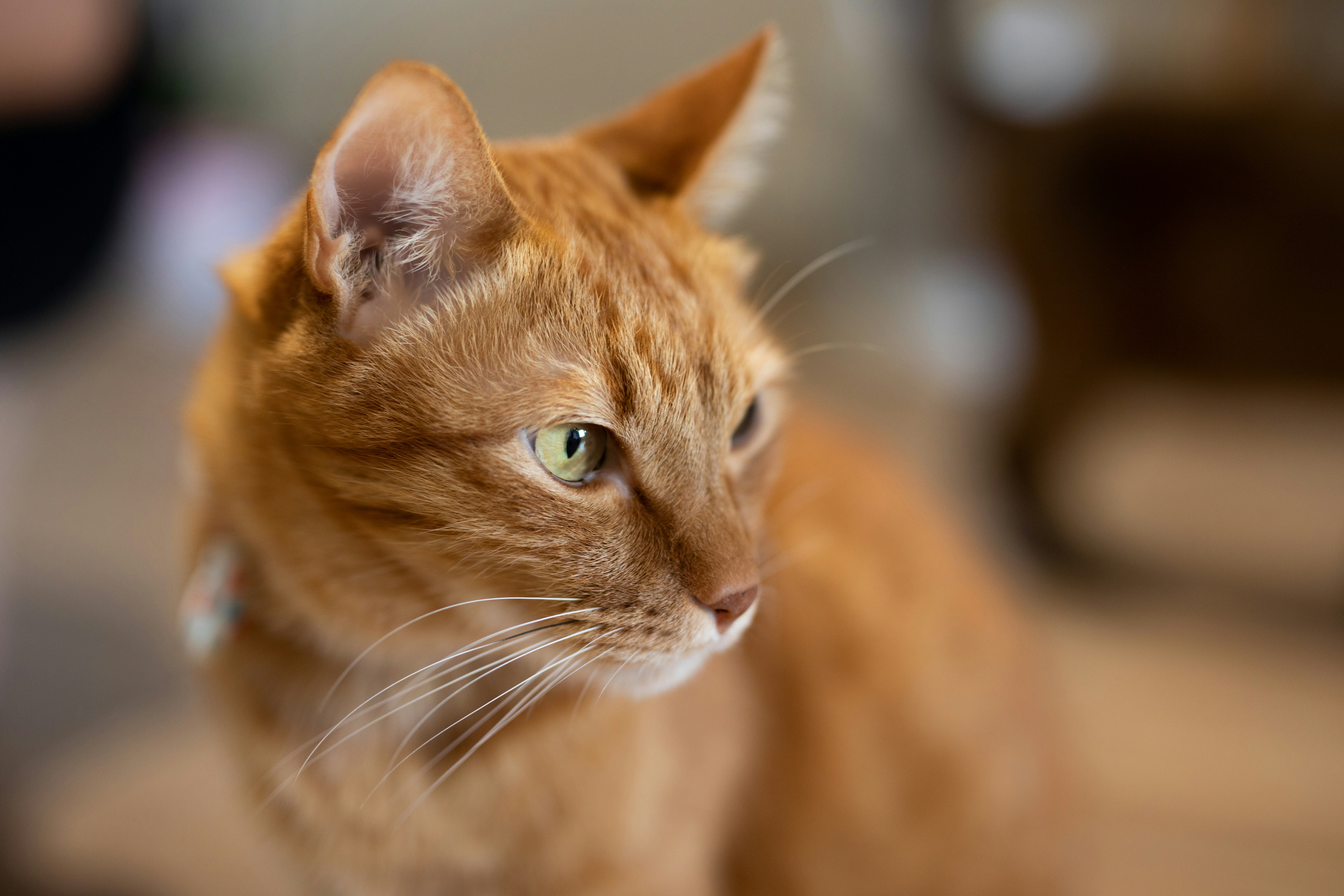 Photo by calvin_chai