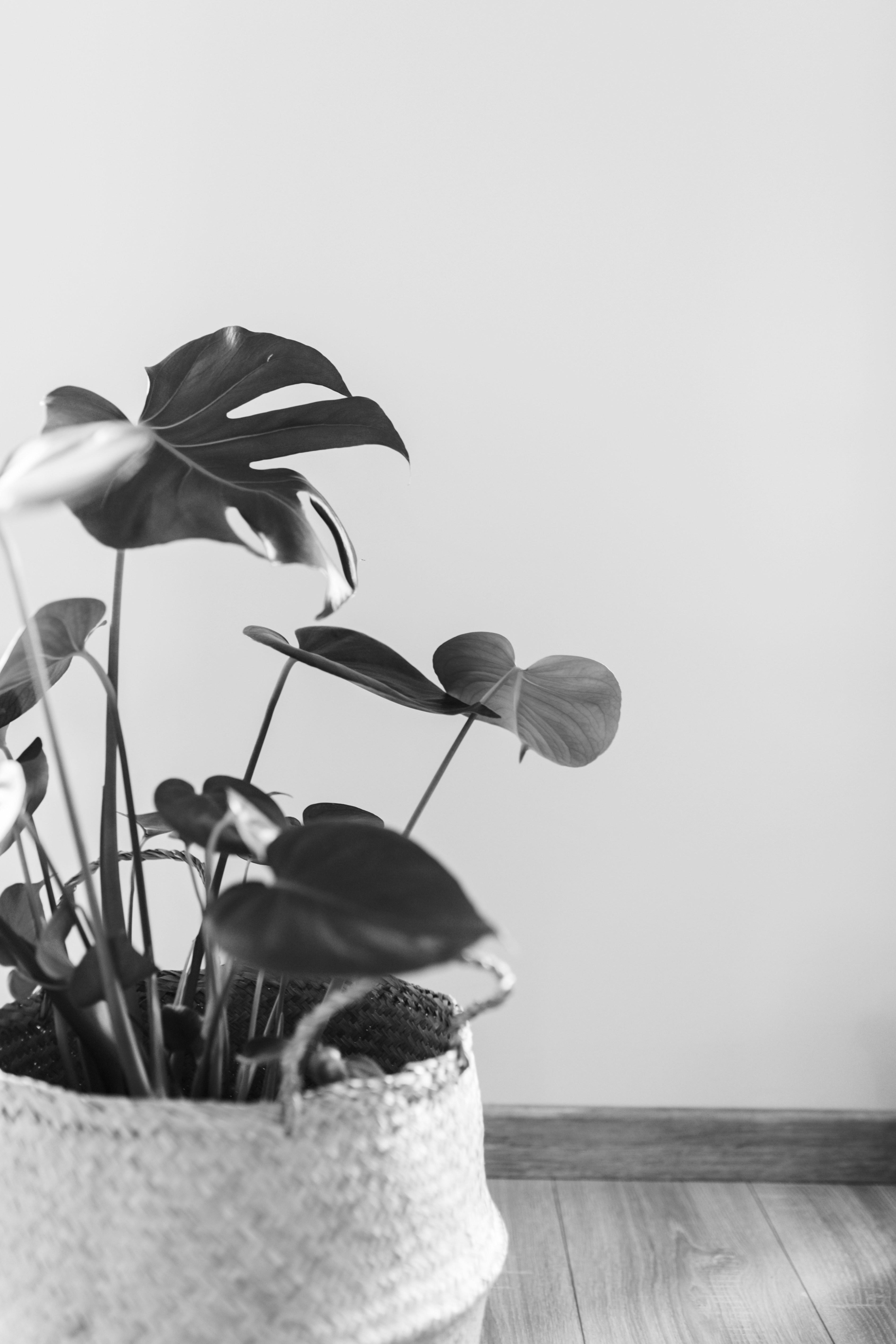 Photo by i_am_simoesse