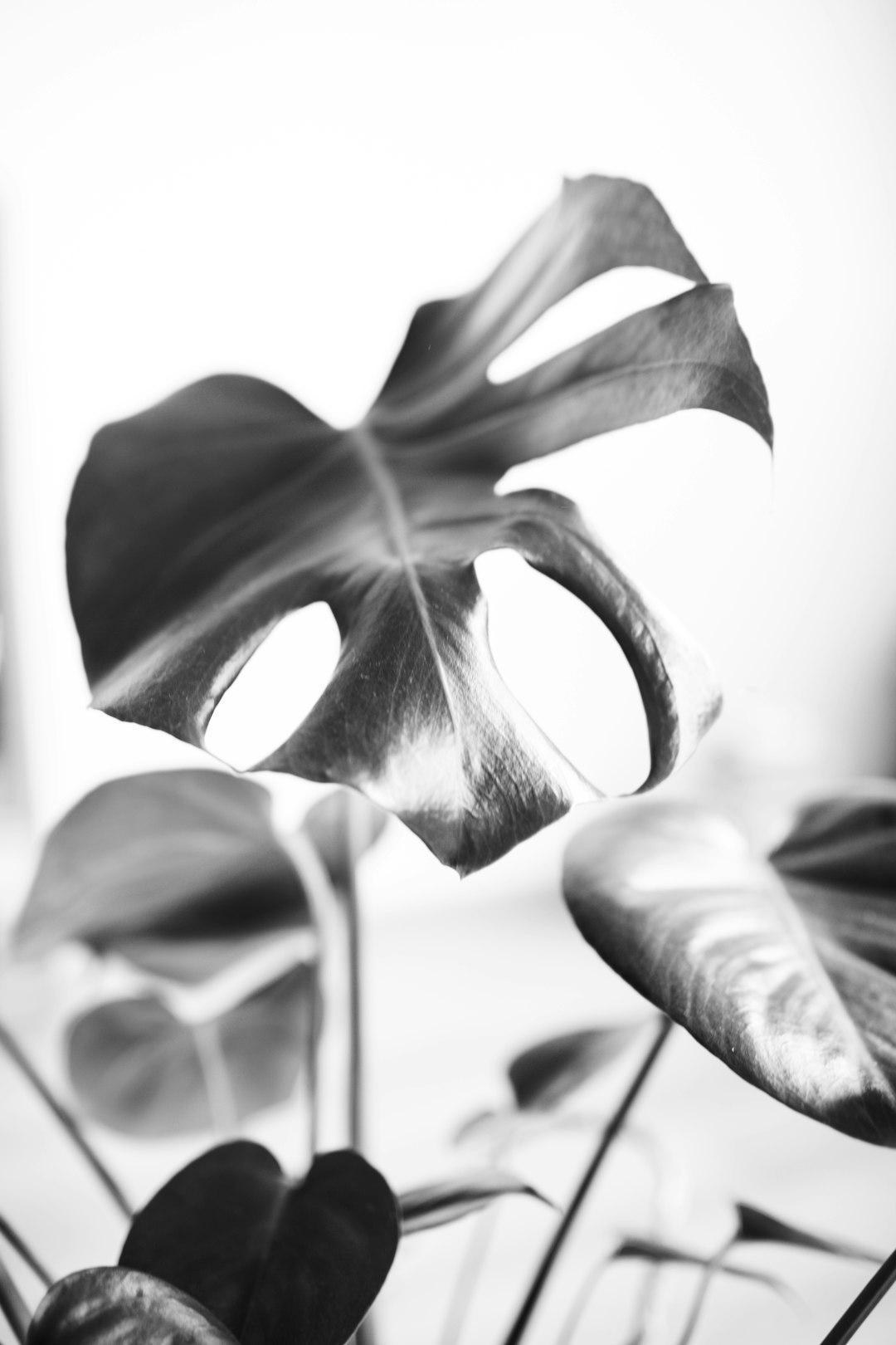 grayscale photo of a flower