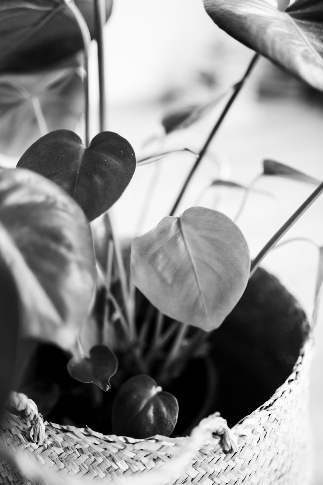 grayscale photo of green plant