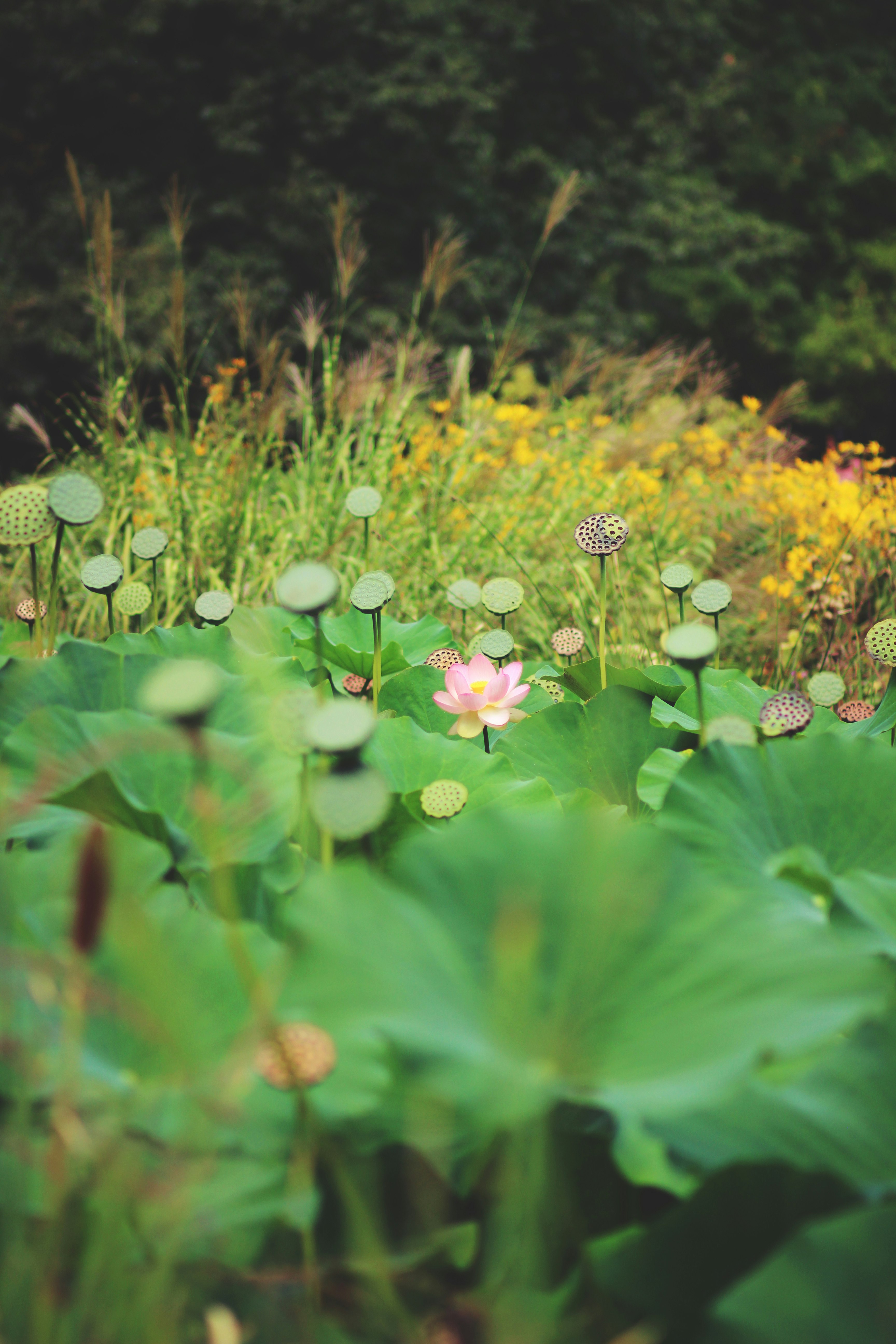 pink and yellow flowers with green leaves