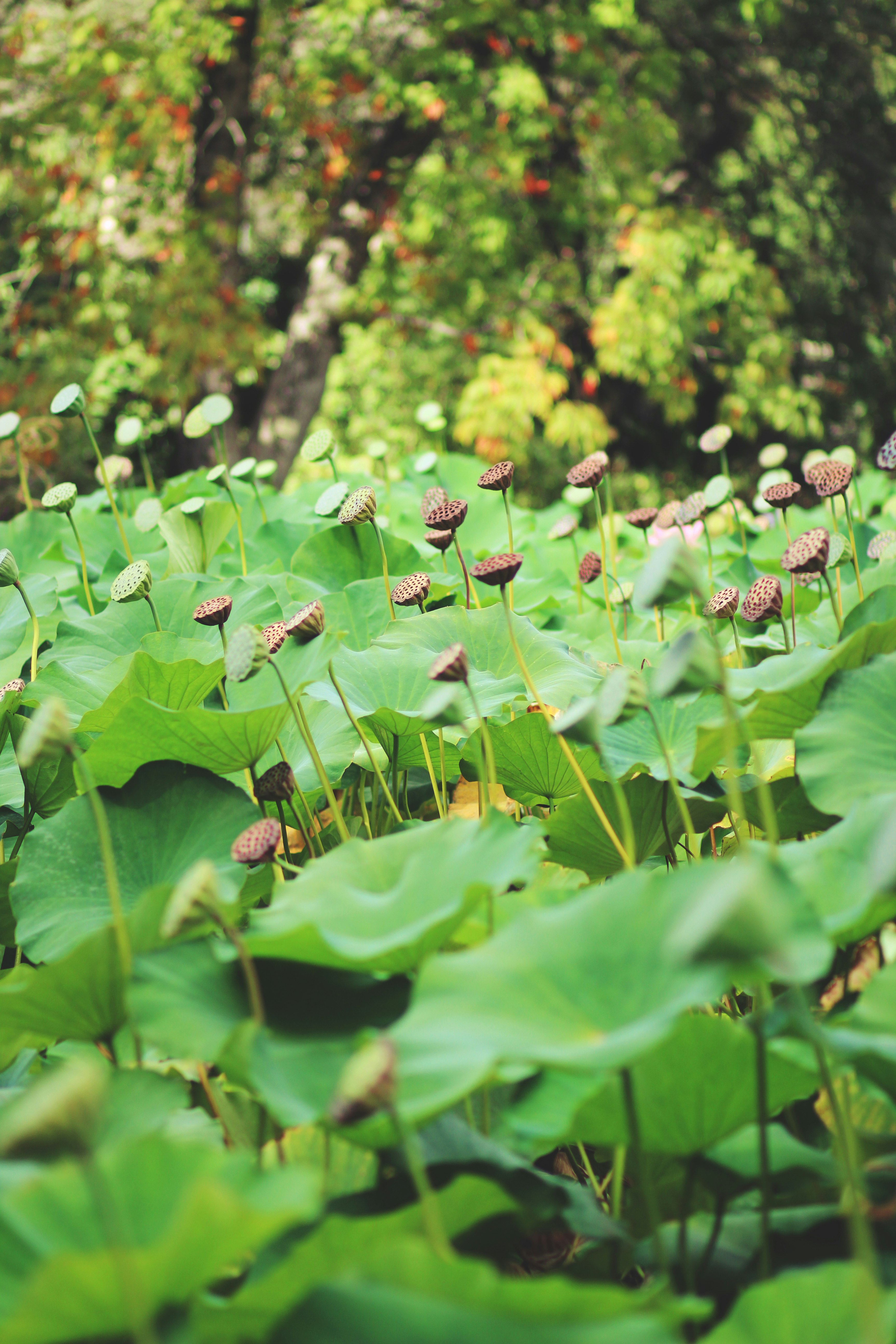 green plant with purple flowers