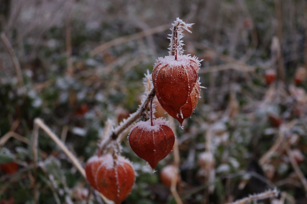 red round fruit in close up photography