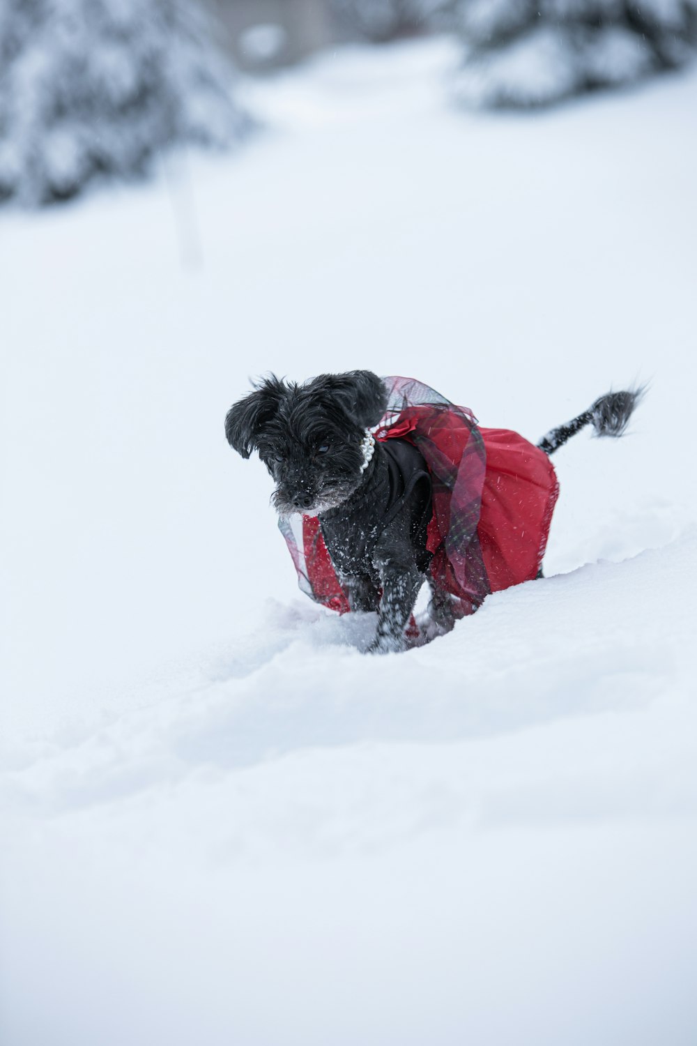 黒と白のロングコートの小型犬は、昼間の雪に覆われた地面に赤いコートを着ています