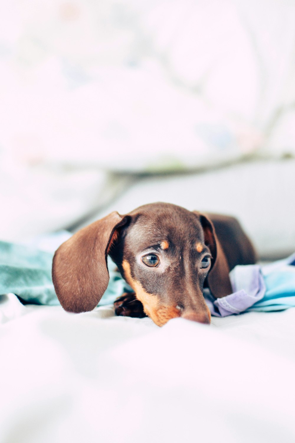 black and tan short coat dog on bed