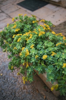 A sturdy waterproof outdoor storage box placed beside a garden patio with blooming flowers around