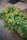 Man unpacking a stylish garden planter received from Nexoria outdoors