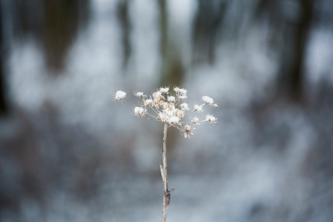 white flower in tilt shift lens