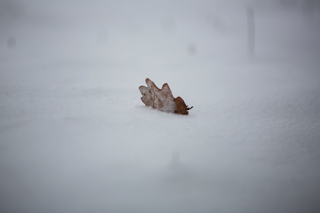 brown leaf on white snow