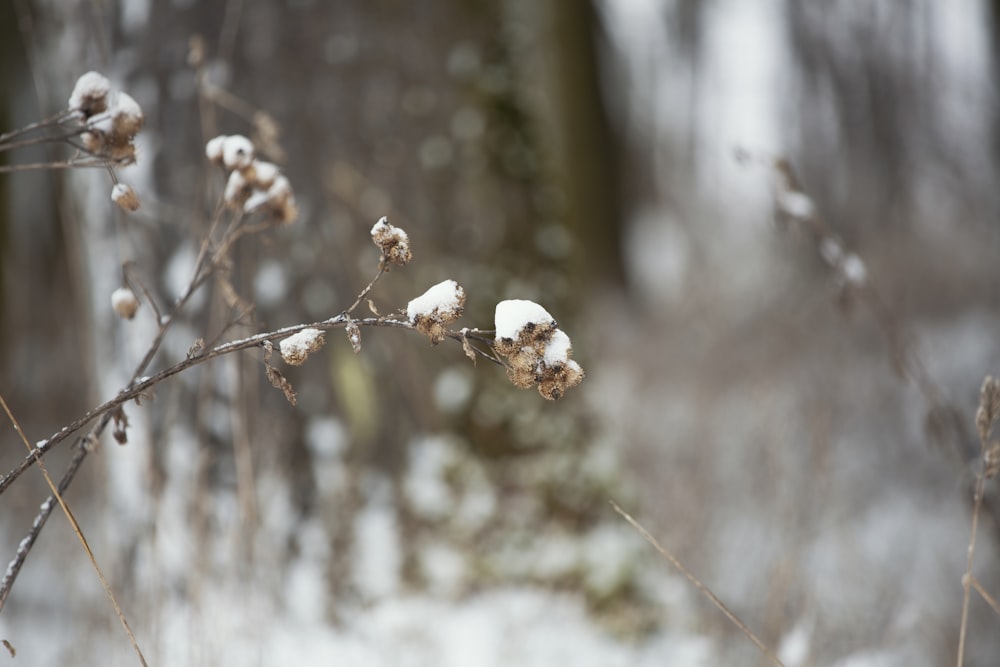 white flower on brown stem