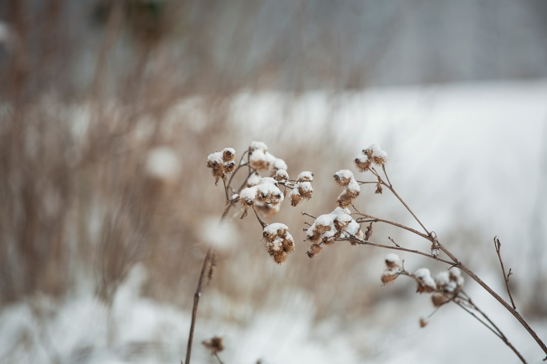 white flowers on brown stem