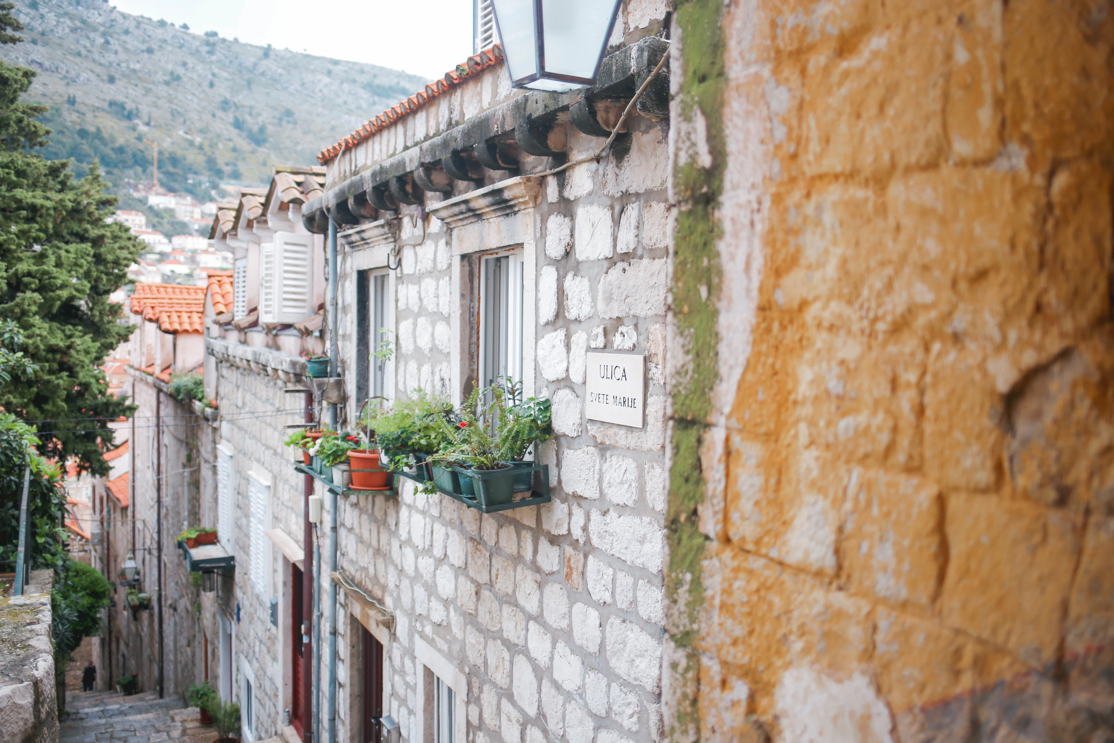 Stone steps, greenery and succulents in a narrow lane of Dubrovnik's old town