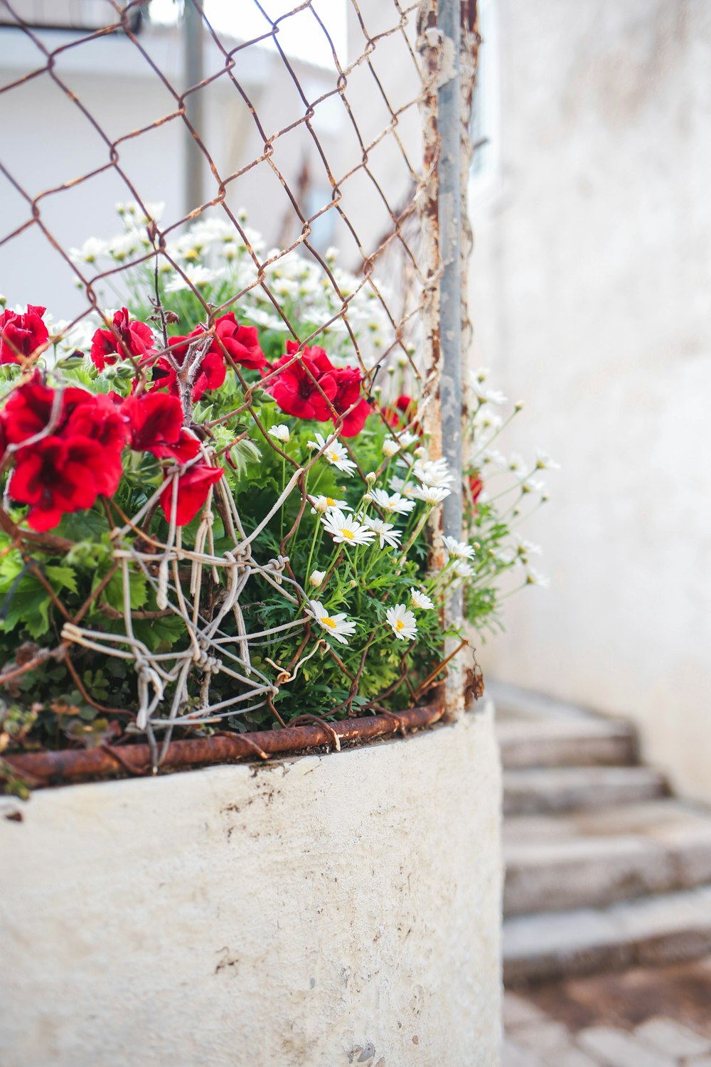 red flowers on white concrete pot