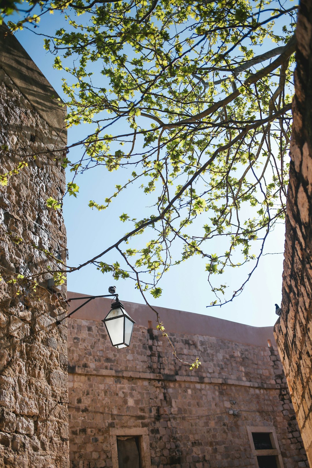 green tree beside brown concrete building