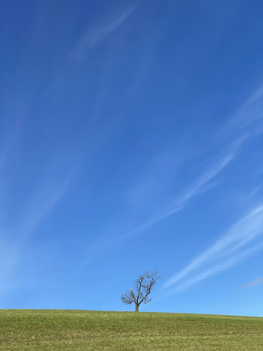 árbol sin hojas bajo el cielo azul