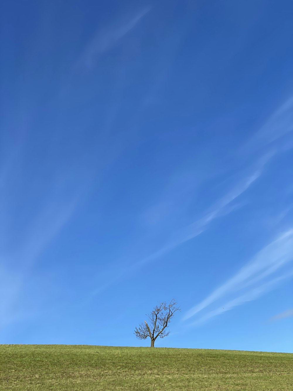 leafless tree under blue sky