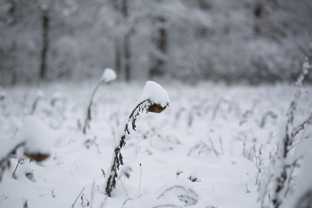 茶色の茎に白い雪