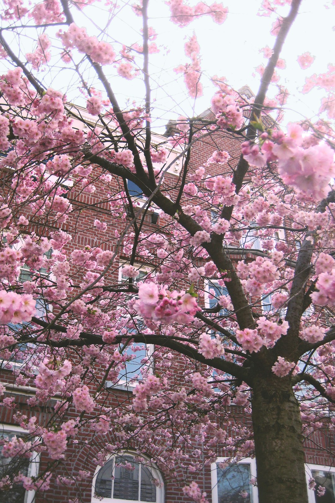 pink cherry blossom tree during daytime