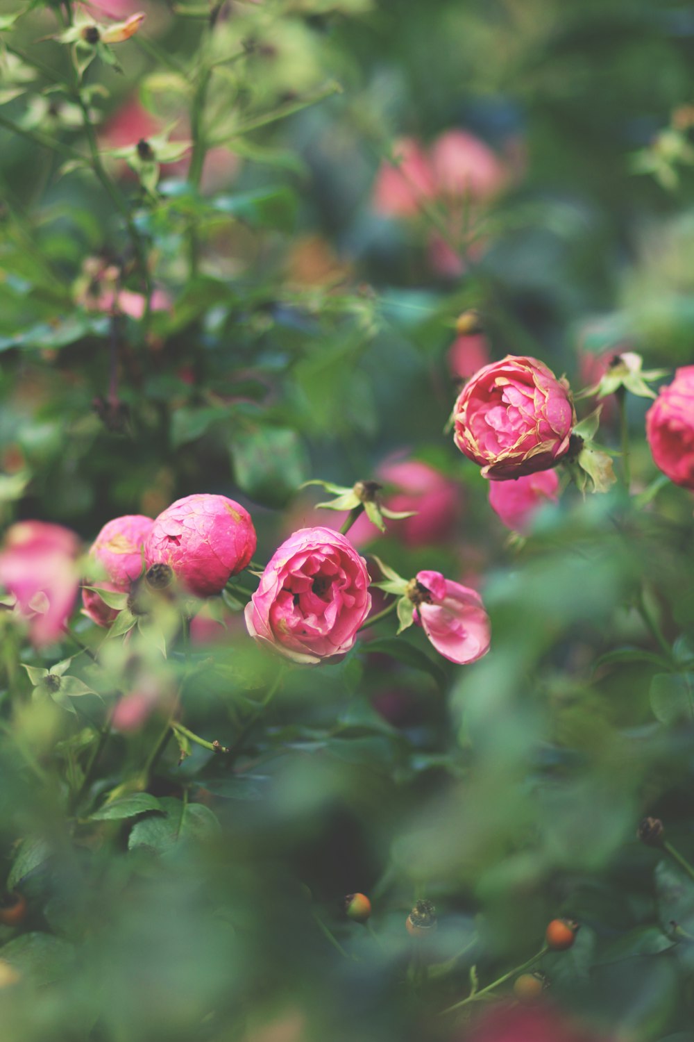 pink flower in tilt shift lens