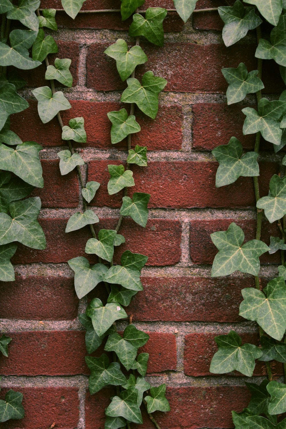 Pared de ladrillo verde y marrón