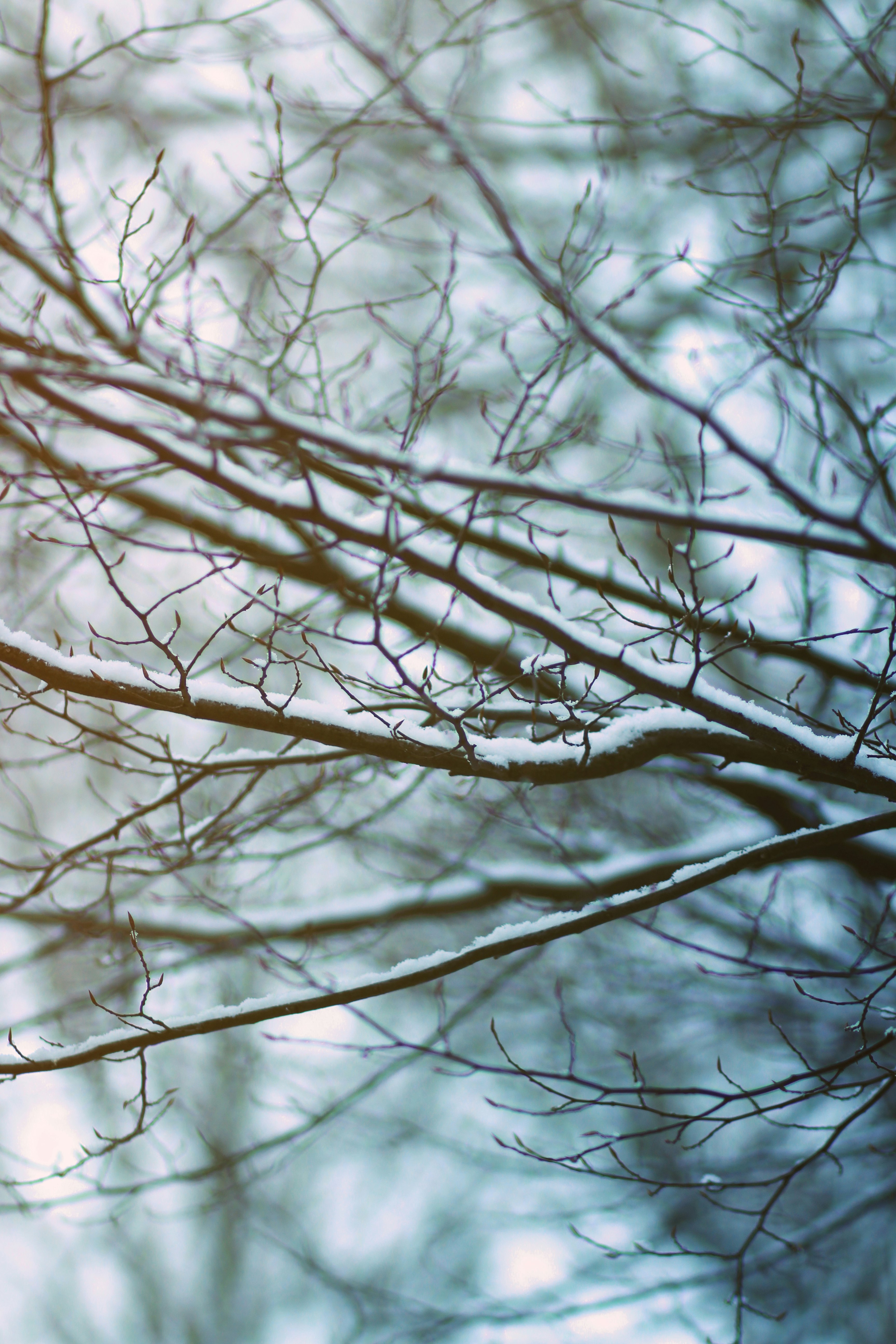 brown leafless tree branch during daytime