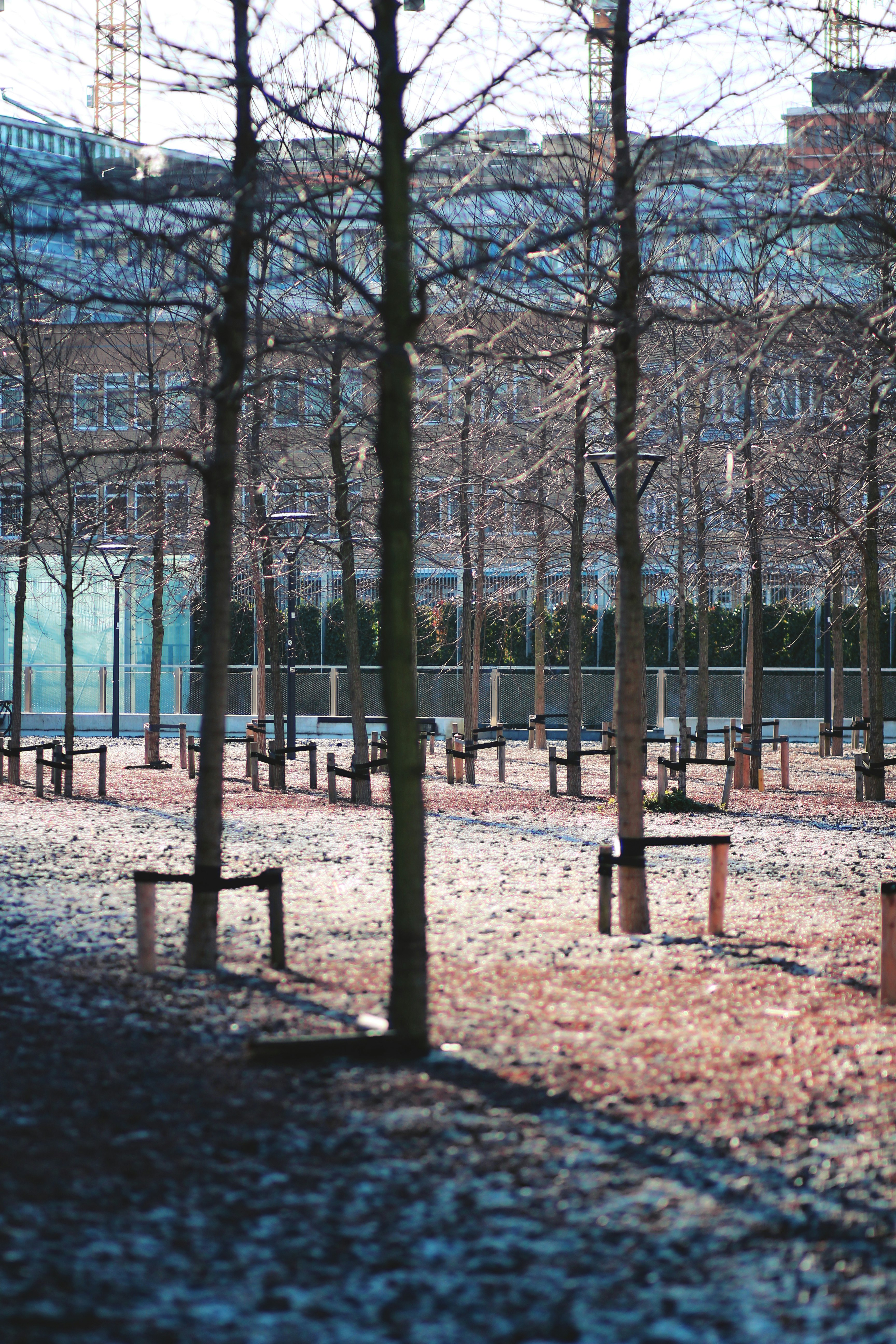 Aligned trees in park