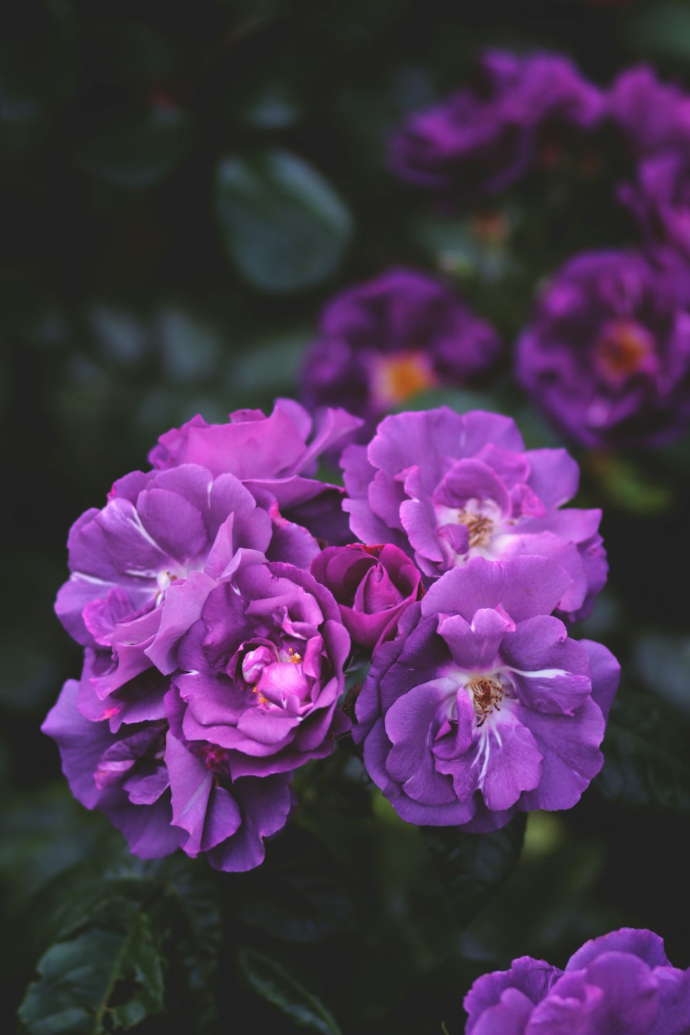 purple flower in tilt shift lens