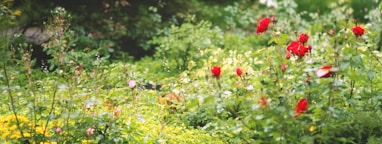 red flowers on green grass field during daytime