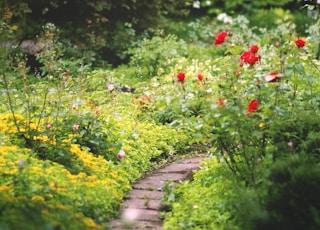 red flowers on green grass field during daytime