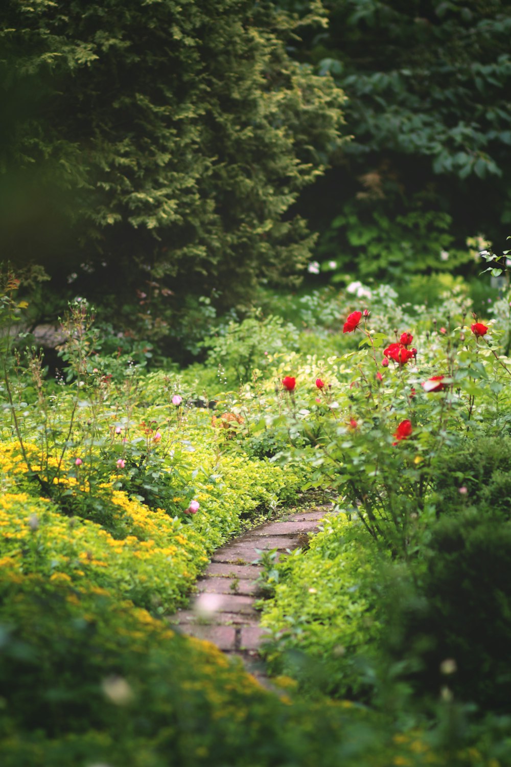 rote Blumen tagsüber auf grünem Grasfeld