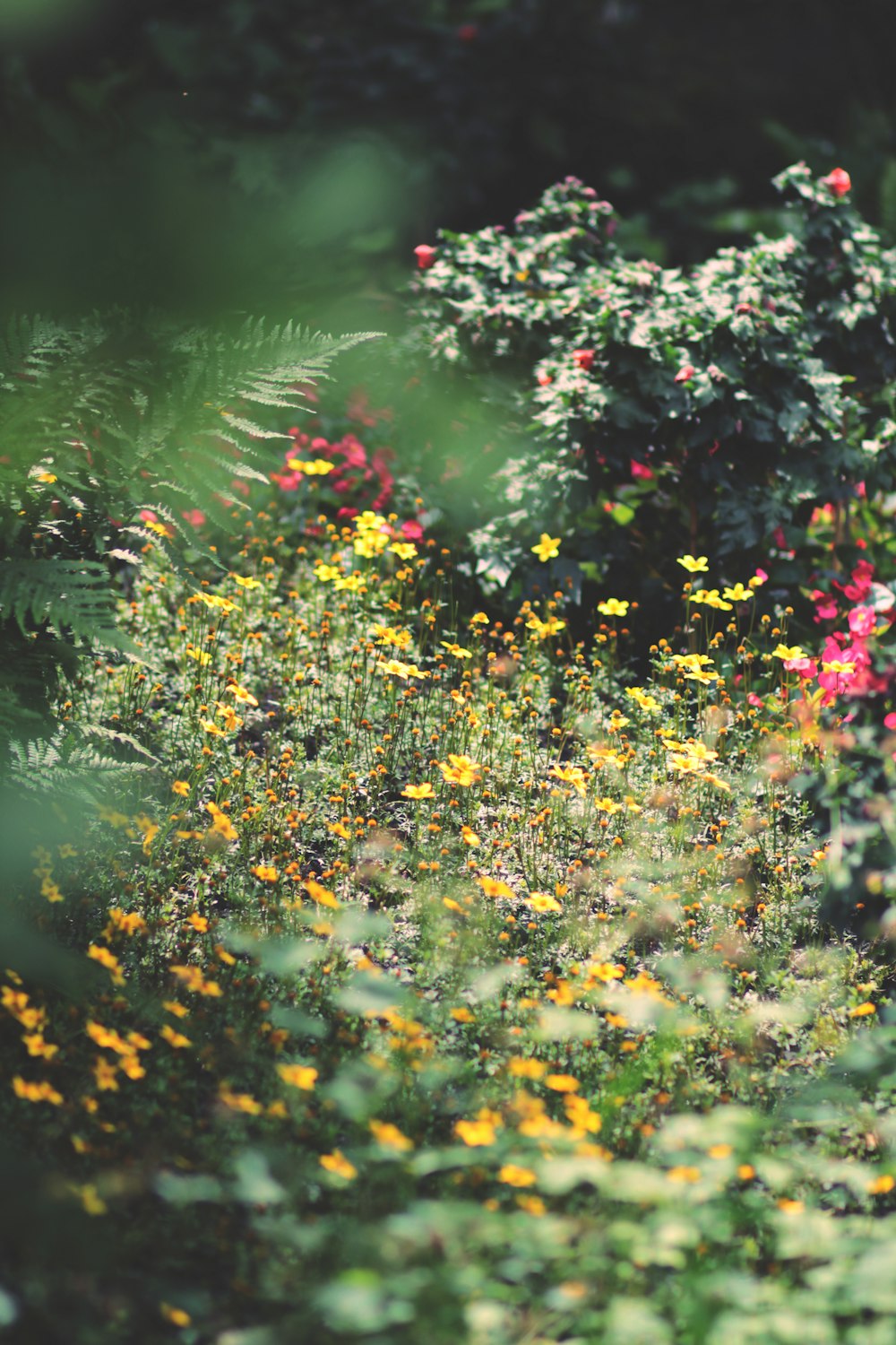 yellow and pink flowers in tilt shift lens