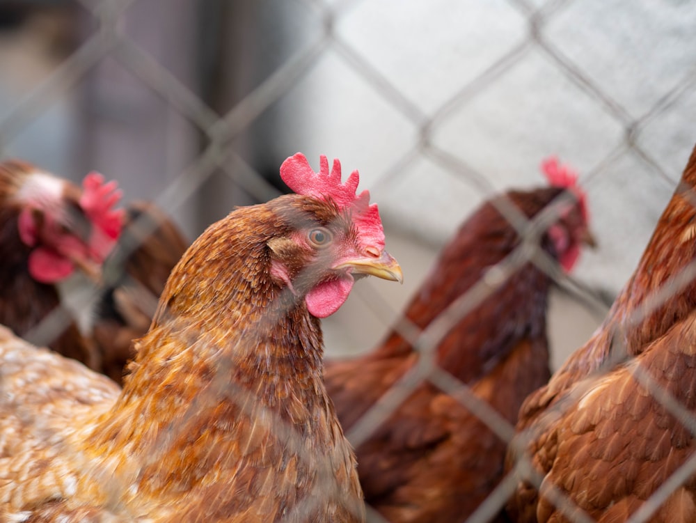 brown hen in cage during daytime