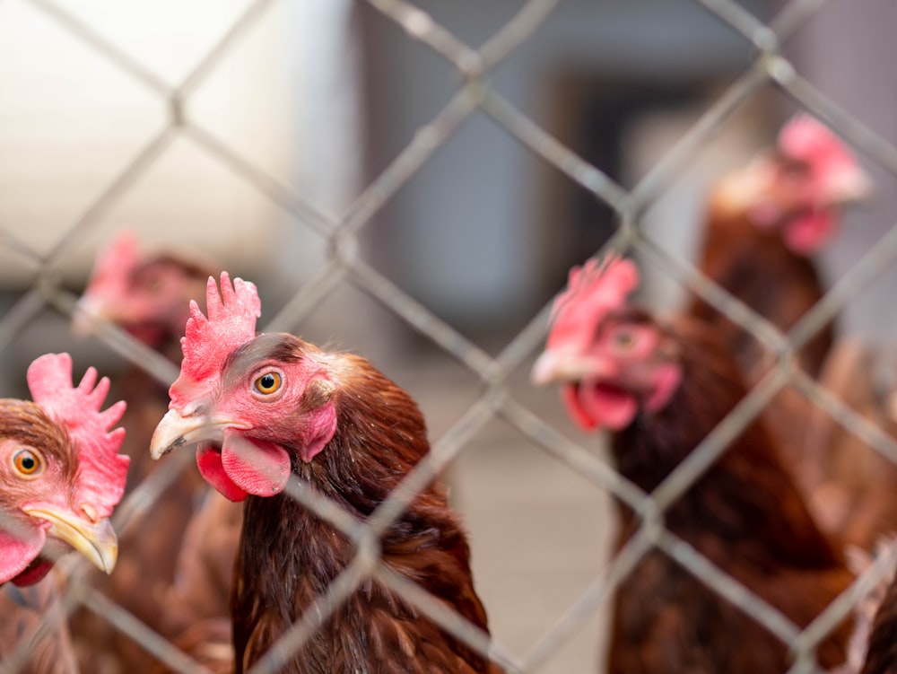 brown hen in cage during daytime