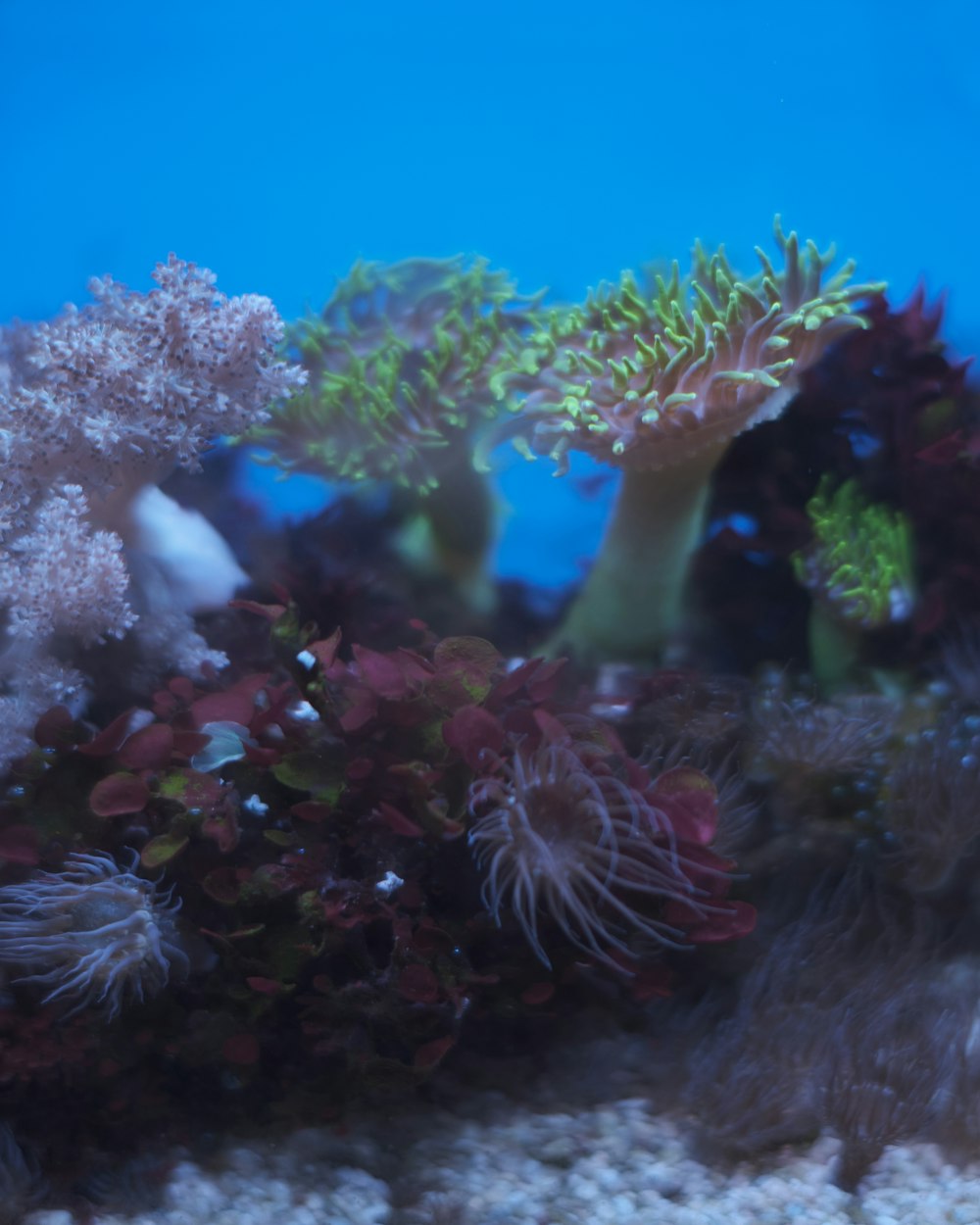 brown and white coral reef