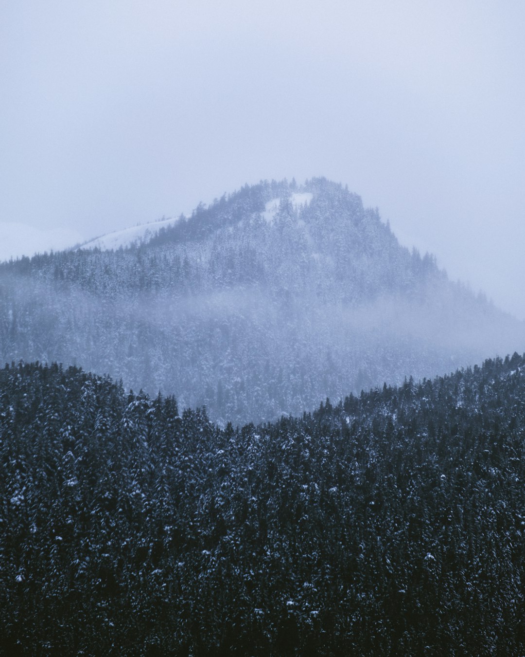 green trees on mountain during foggy day