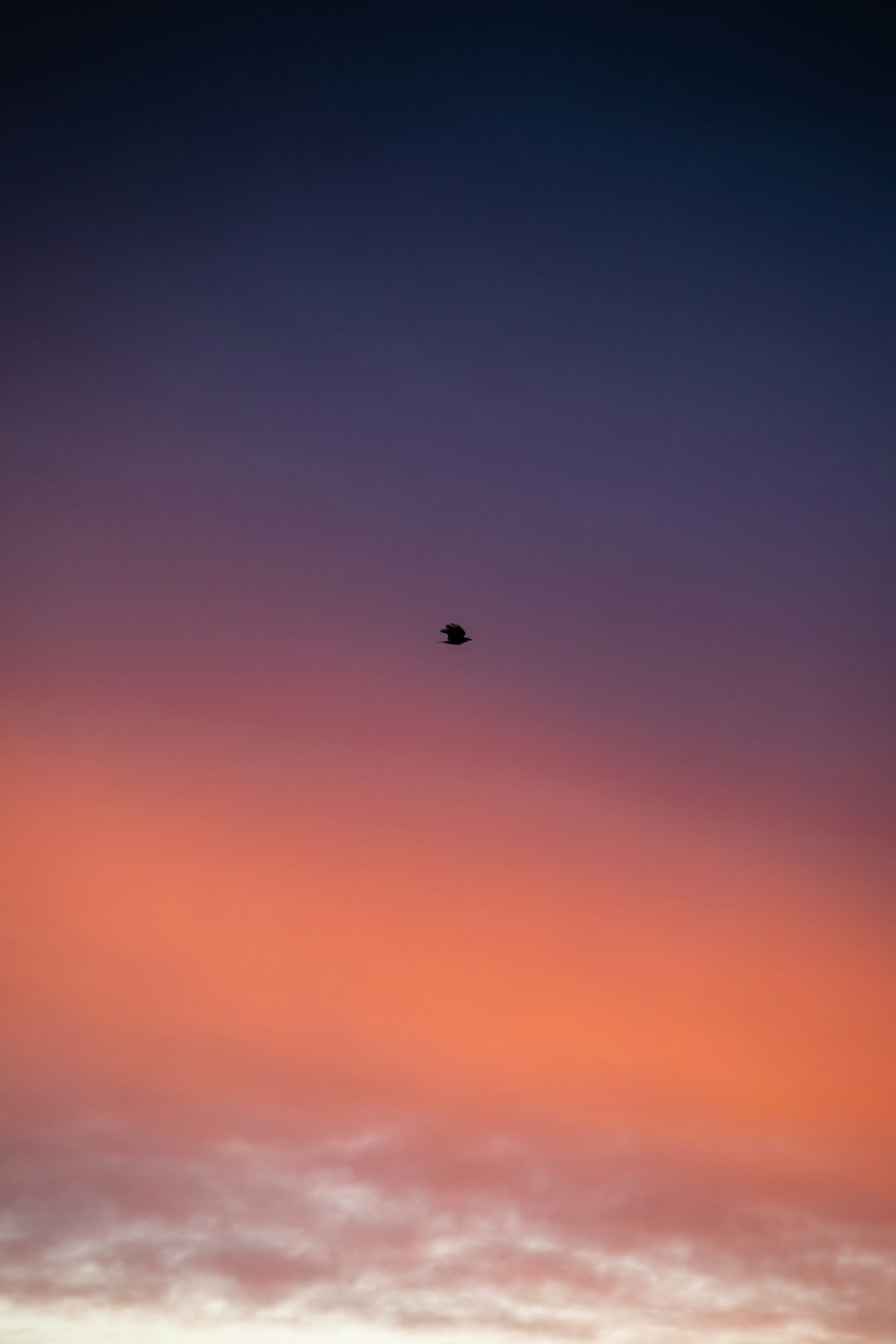 white bird flying during sunset