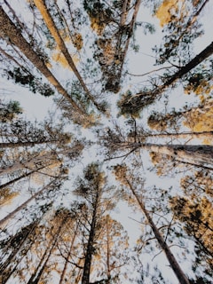 low angle photography of trees under blue sky during daytime