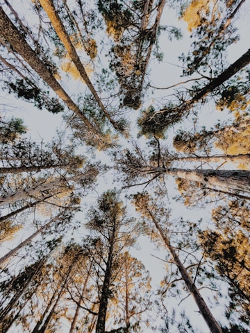 low angle photography of trees under blue sky during daytime