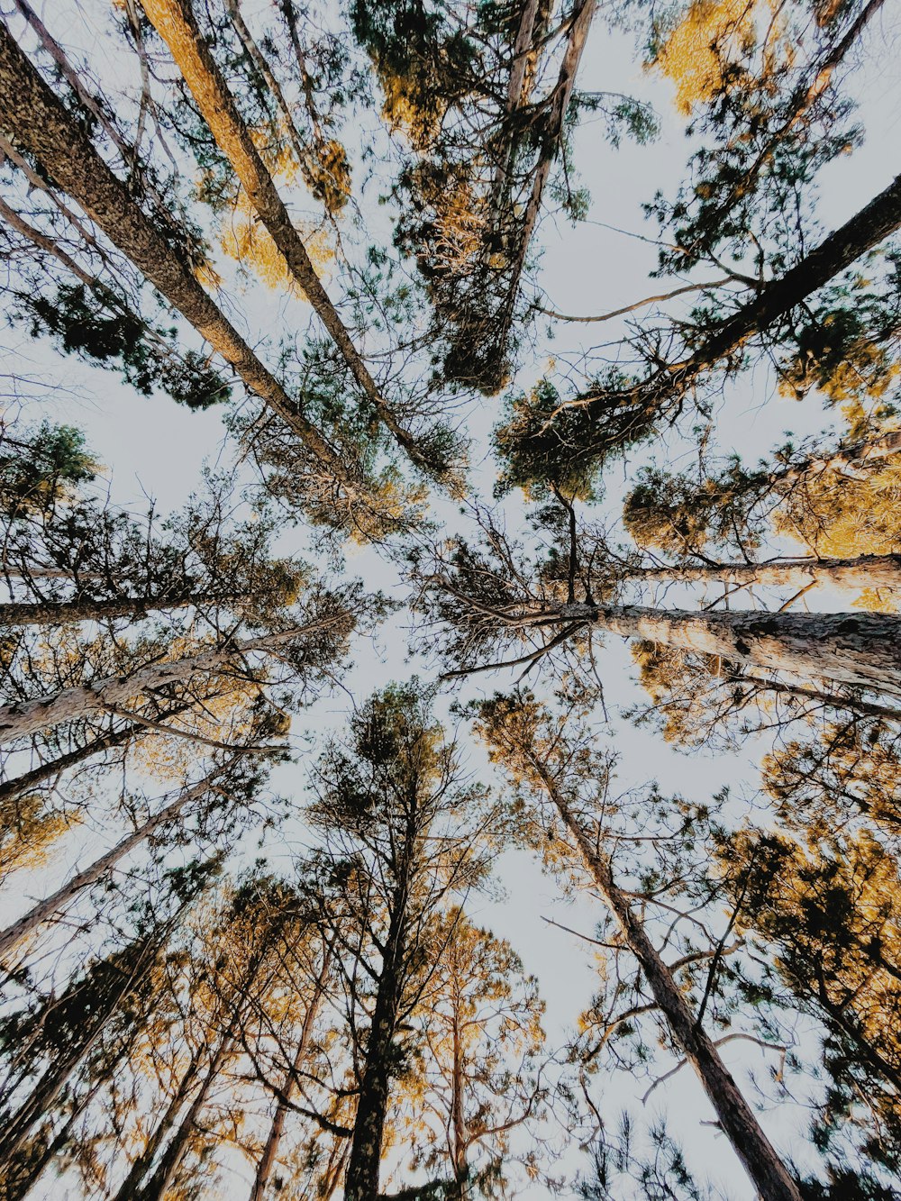 low angle photography of trees under blue sky during daytime