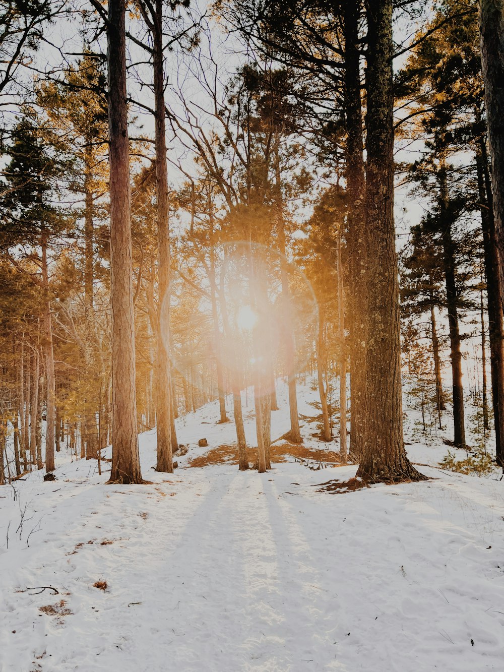 brown trees on snow covered ground during daytime