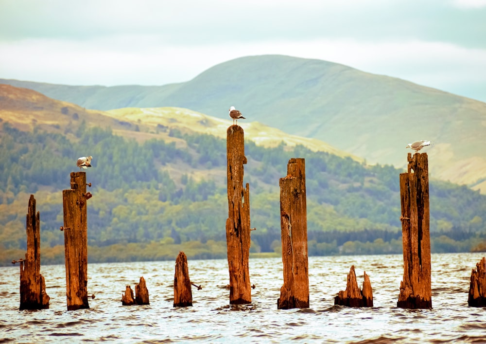 brown wooden post on body of water during daytime