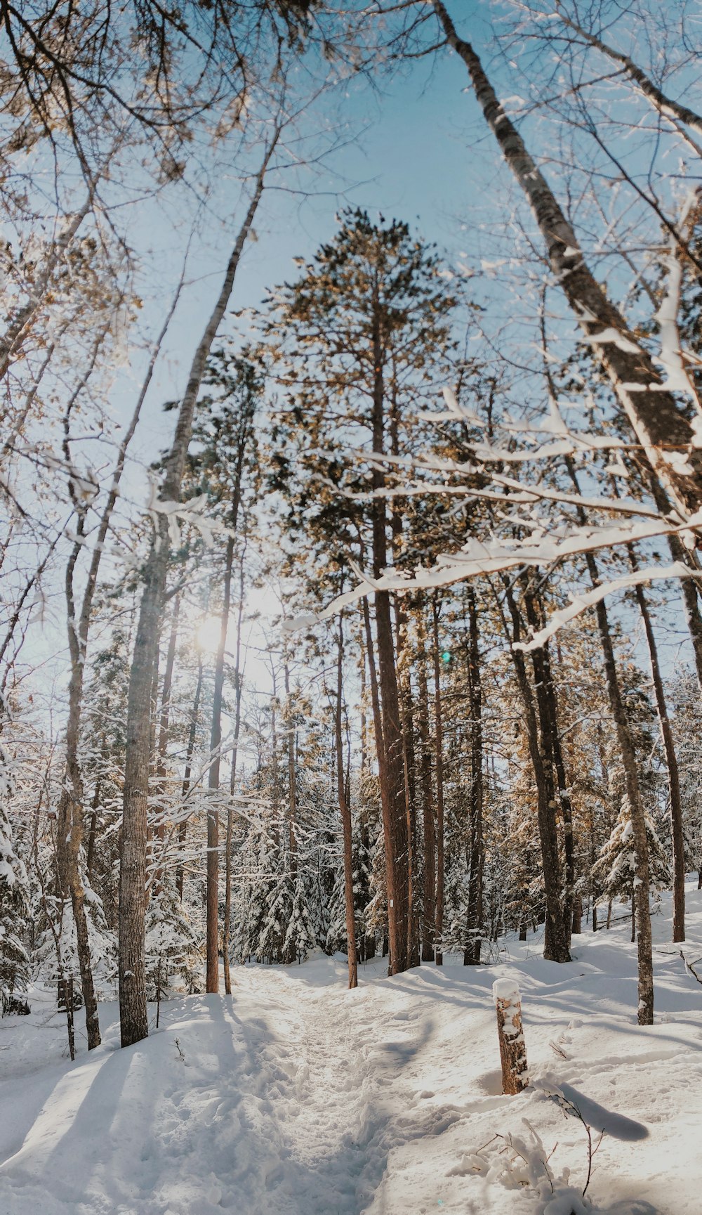 braune Bäume tagsüber mit Schnee bedeckt