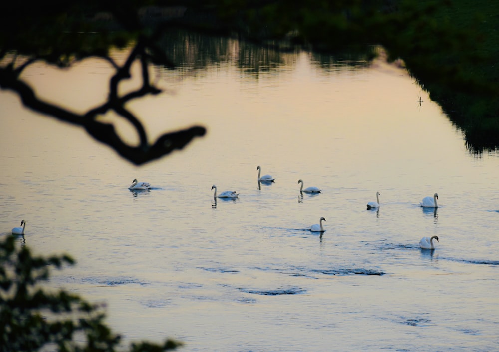 flock of birds on water during daytime