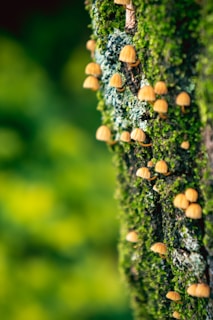 Small, brown mushrooms are growing on a moss-covered tree trunk. The background features a blurred, natural green setting, creating a soft and vibrant backdrop.