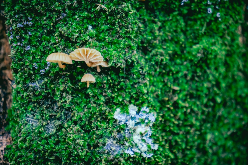 brown mushroom on green plants