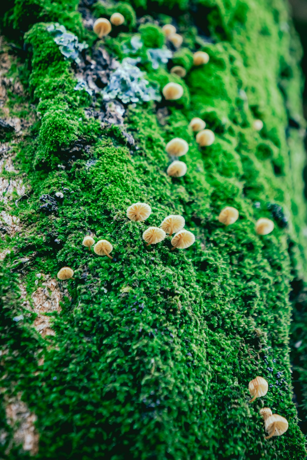 champiñones marrones sobre musgo verde