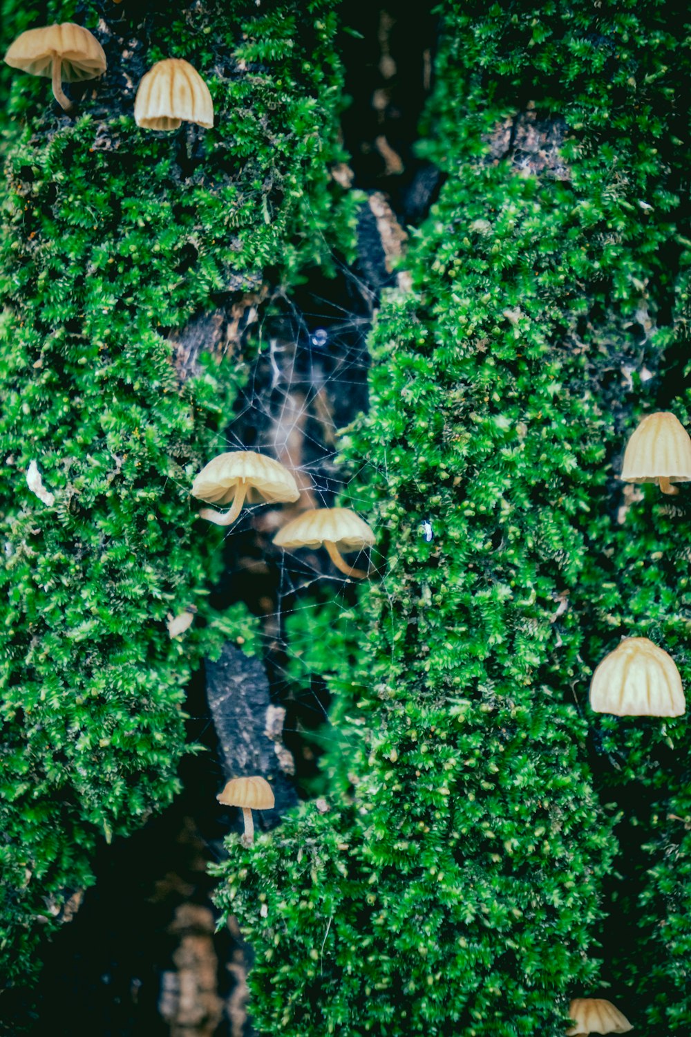 brown and white hanging lanterns