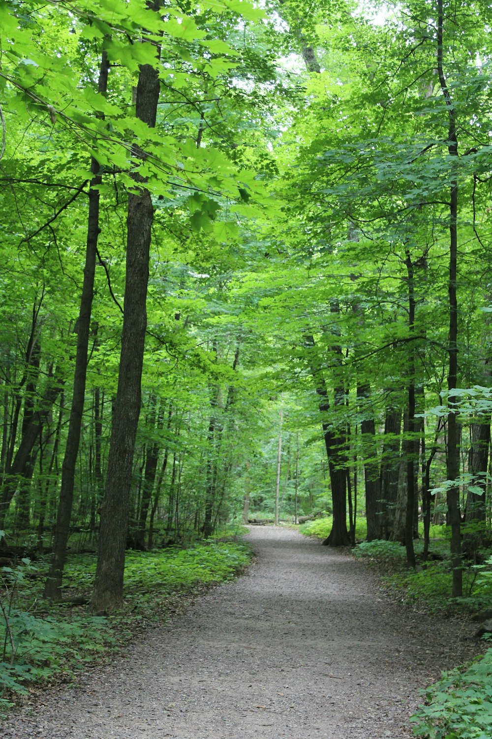 gray pathway between green trees during daytime