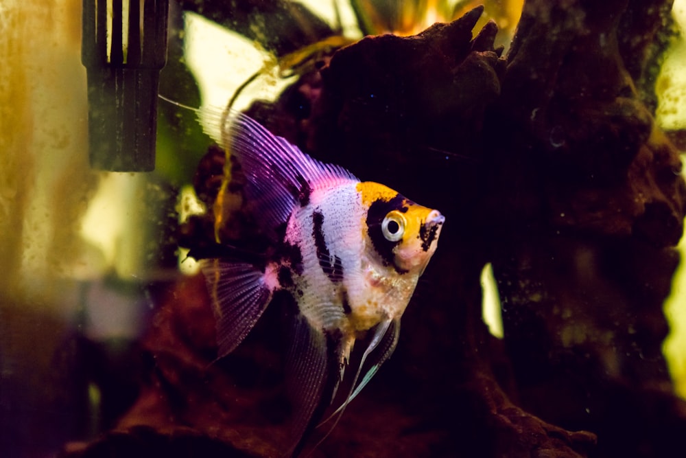 orange and black fish in fish tank