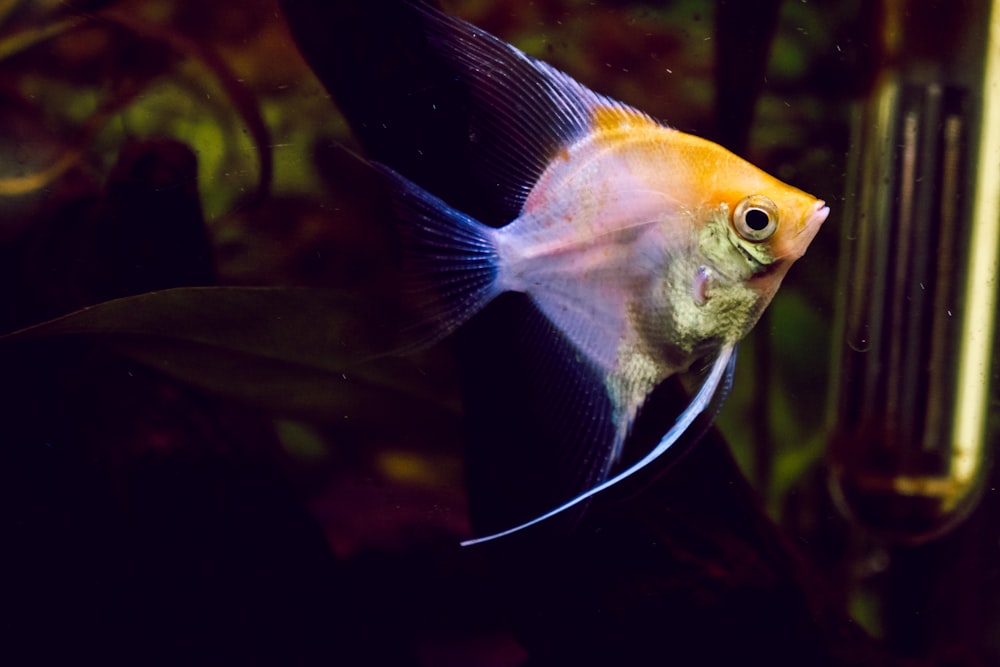 orange and white fish in water